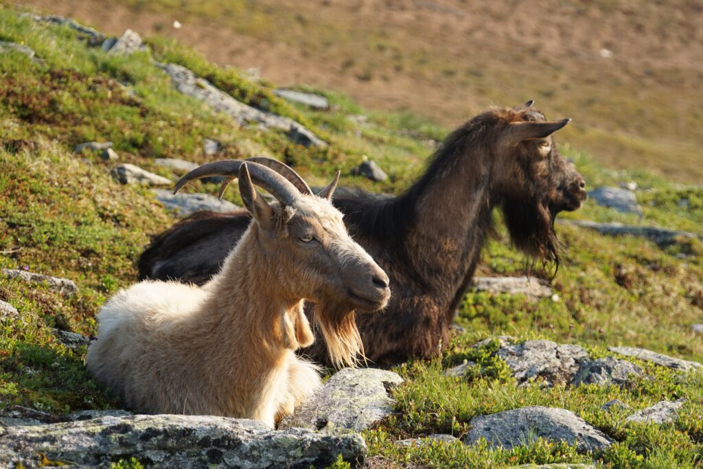 Goat Jams: The Ultimate Playlist of Songs About Goats (Top 20)