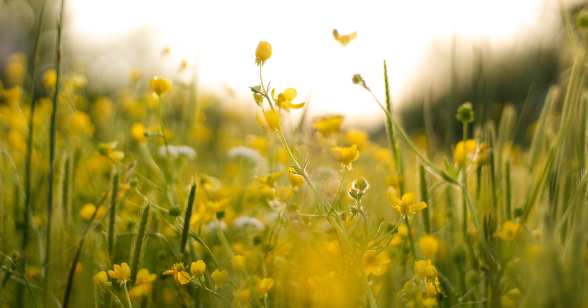 10 Mesmerizing Songs About Wildflowers