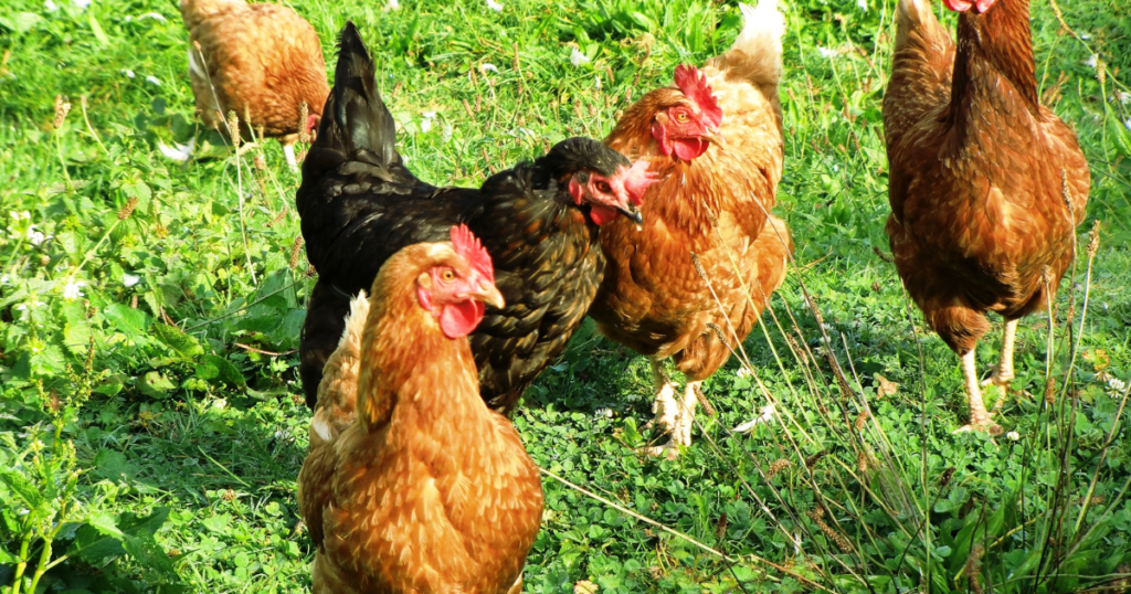 The Top 10 Songs About Chickens You Need to Hear!