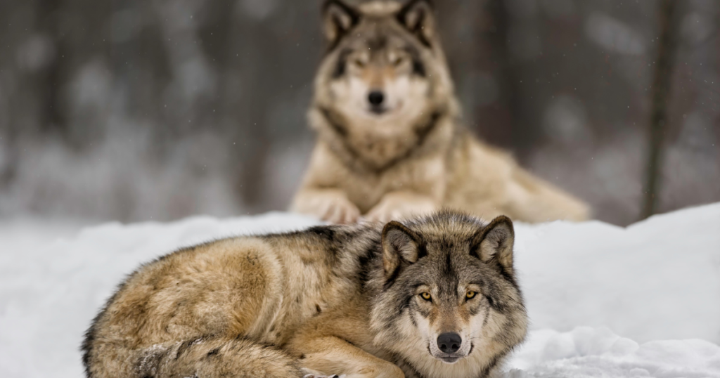 Best 20 Songs About Wolves 